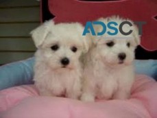 Awesome T-Cup Maltese Puppies Available