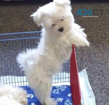 Awesome T-Cup Maltese Puppies Available