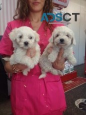 Awesome T-Cup Maltese Puppies Available