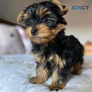 Amazing Micro Teacup Yorkie puppy