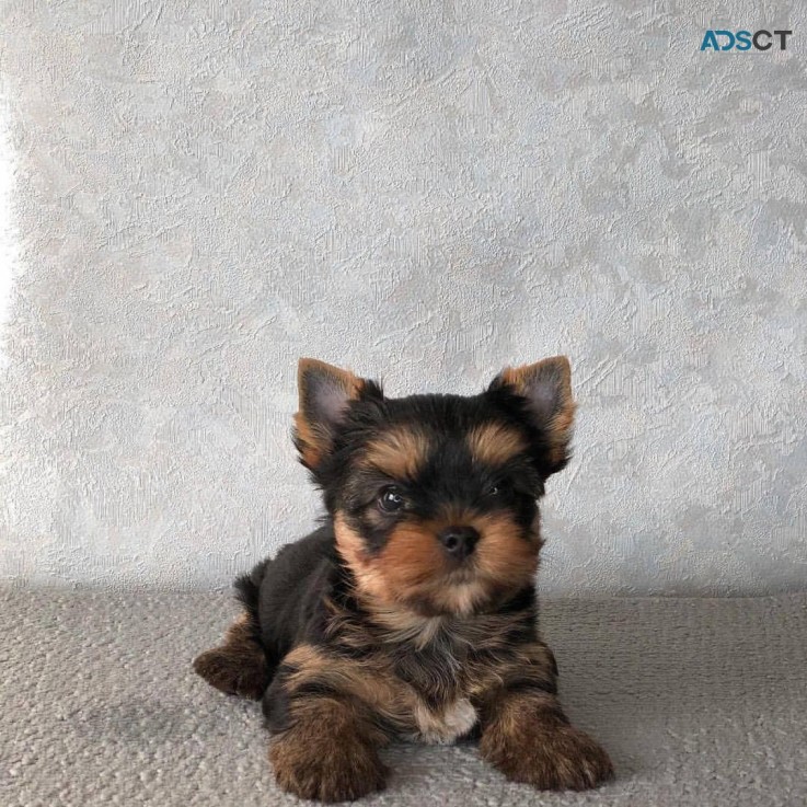 Amazing Micro Teacup Yorkie puppy