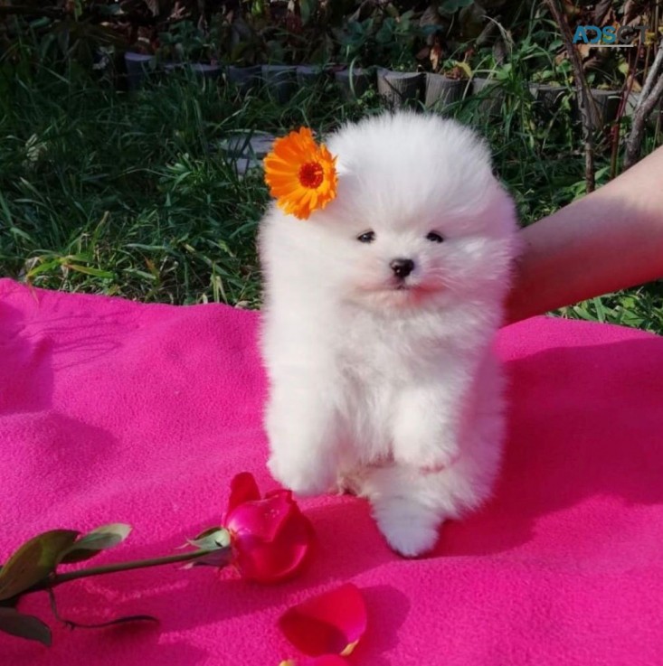 Amazing Micro Teacup Pomeranian puppy