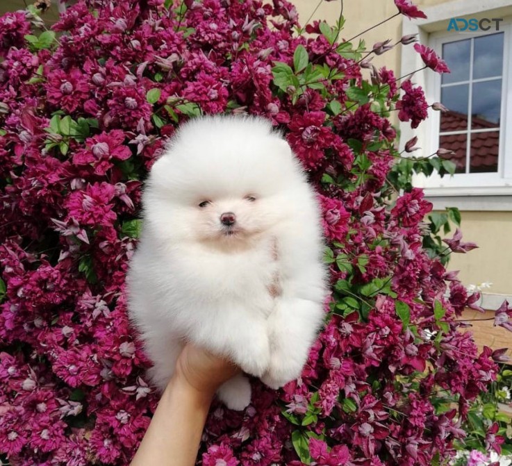 Amazing Micro Teacup Pomeranian puppy