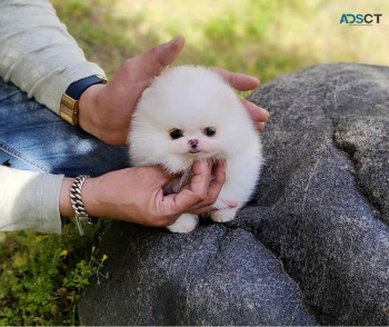 Amazing Micro Teacup Pomeranian puppy