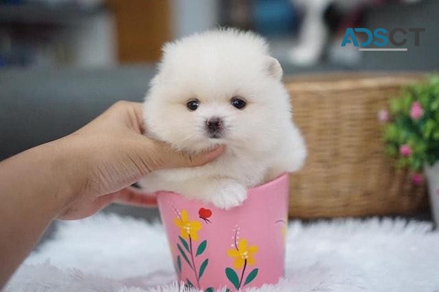 Amazing Micro Teacup Pomeranian puppy