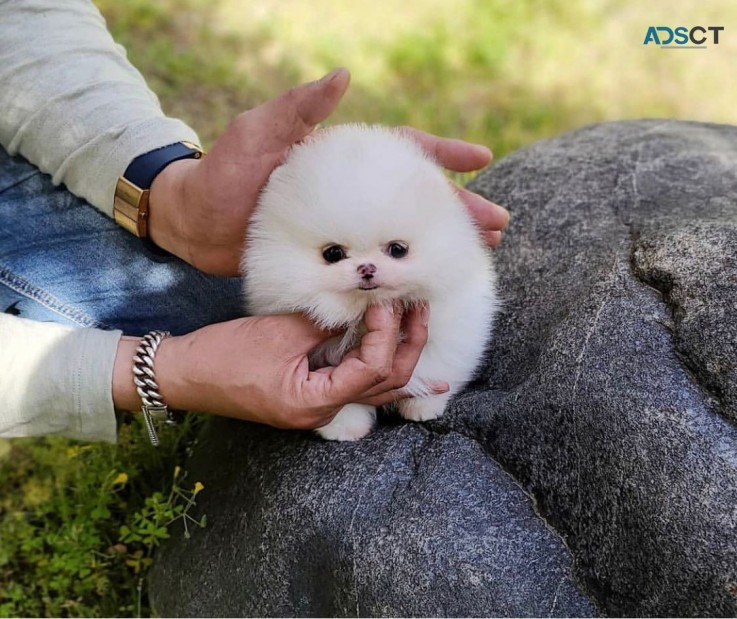 Amazing Micro Teacup Pomeranian puppy