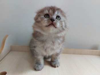 Cute British short hair kittens