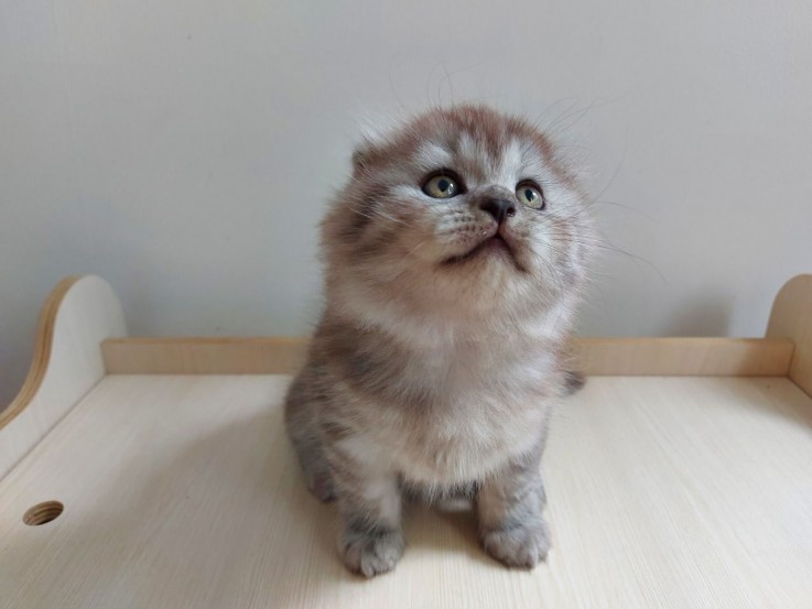 Cute British short hair kittens