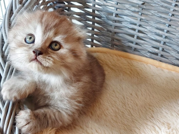 Cute British short hair kittens