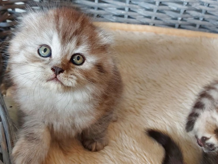 Cute British short hair kittens