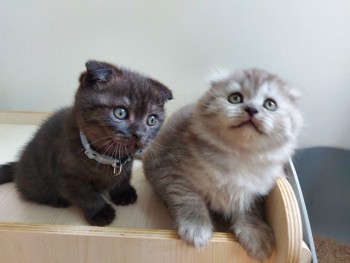 Cute British short hair kittens