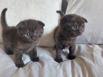 Cute British short hair kittens