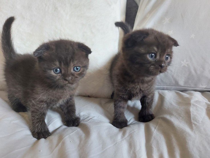 Cute British short hair kittens