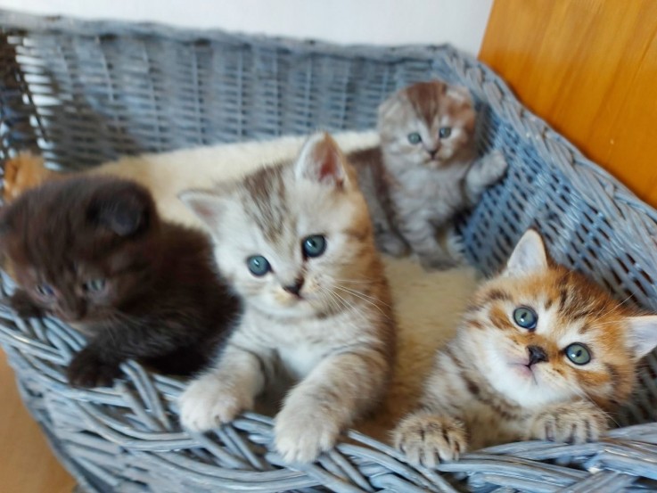 Cute British short hair kittens