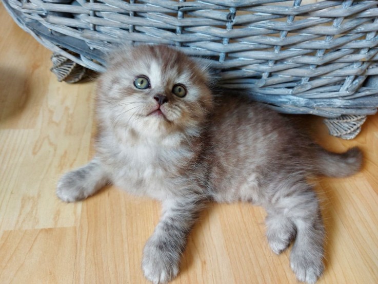 Cute British short hair kittens