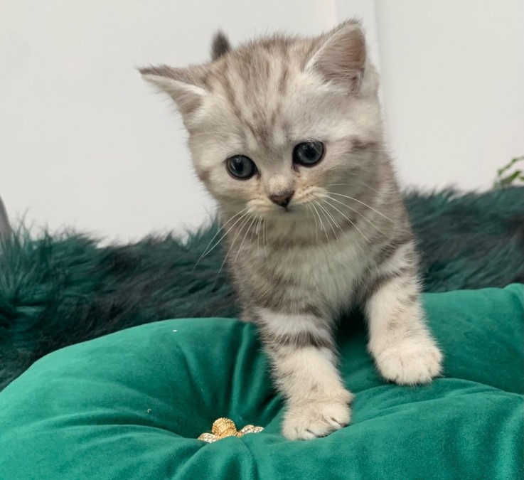 Cute British short hair kittens