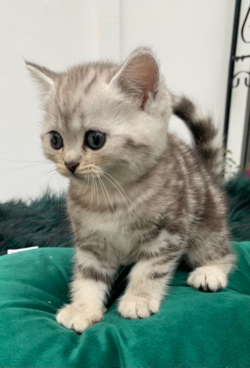 Cute British short hair kittens