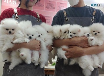 Amazing Micro Teacup Pomeranian puppy