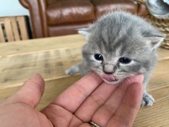 Cute British short hair kittens