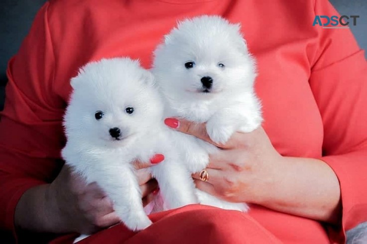 Amazing Micro Teacup Pomeranian puppy