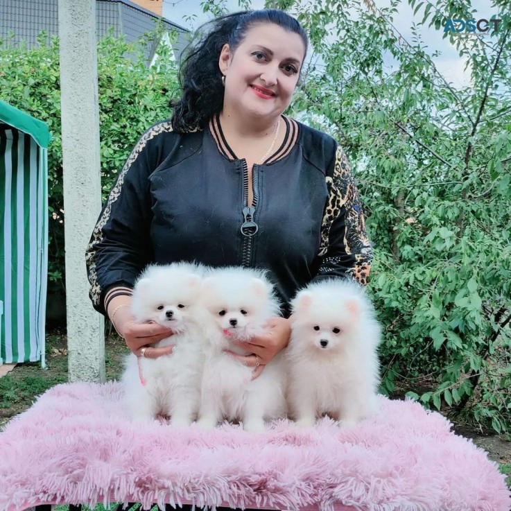 Amazing Micro Teacup Pomeranian puppy