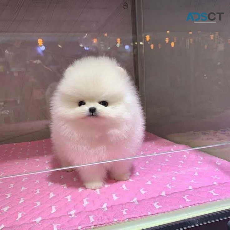 Amazing Micro Teacup Pomeranian puppy