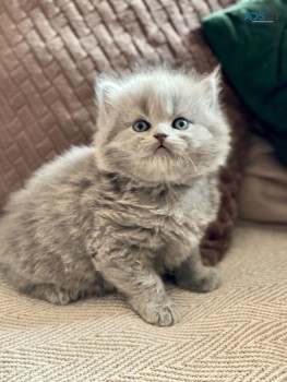 Scottish Fold  kittens - Excellent Blood