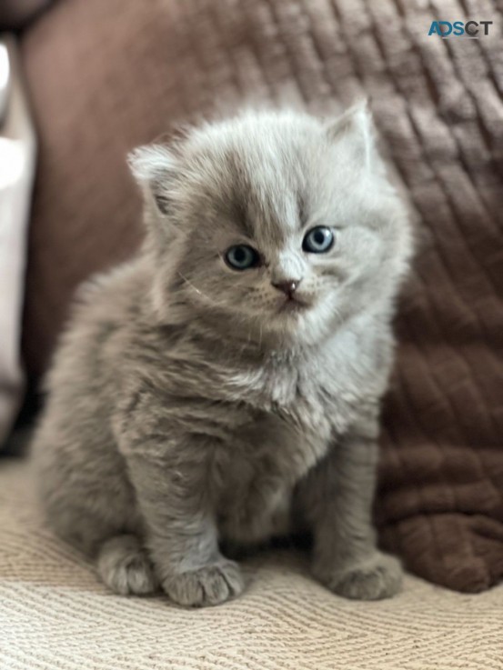 Scottish Fold  kittens - Excellent Blood