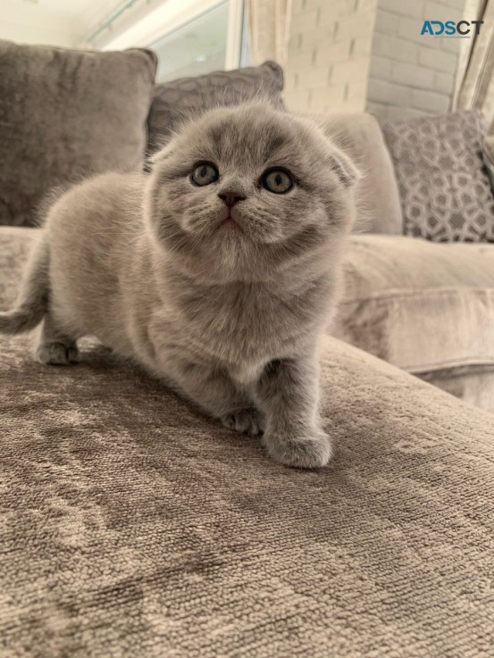 Scottish Fold  kittens - Excellent Blood