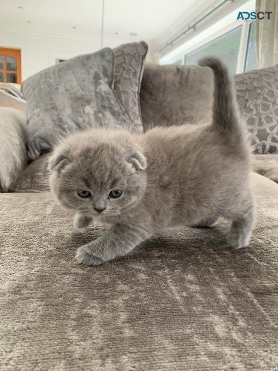 Scottish Fold  kittens - Excellent Blood