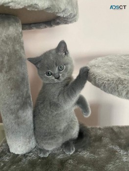 Scottish Fold  kittens - Excellent Blood