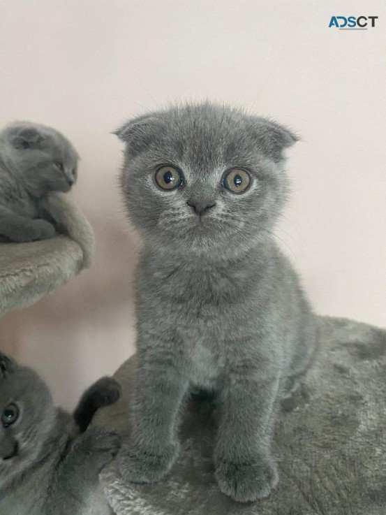 Scottish Fold  kittens - Excellent Blood