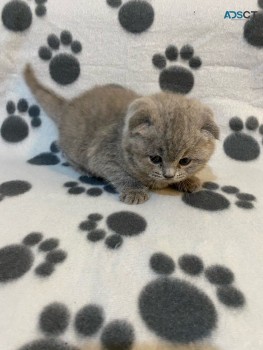 Scottish Fold  kittens - Excellent Blood