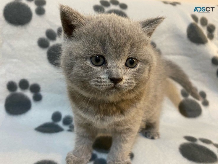 Scottish Fold  kittens - Excellent Blood