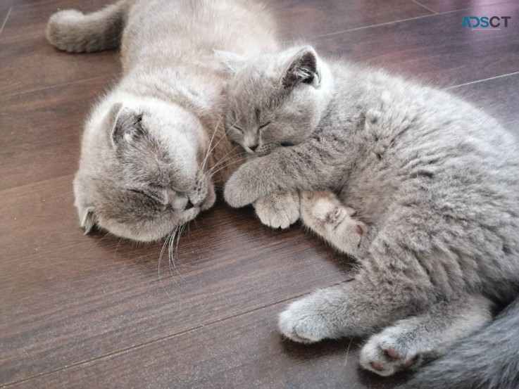 Scottish Fold  kittens - Excellent Blood