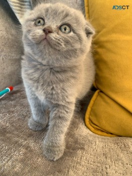 Scottish Fold  kittens - Excellent Blood