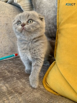 Scottish Fold  kittens - Excellent Blood