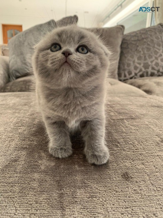 Scottish Fold  kittens - Excellent Blood