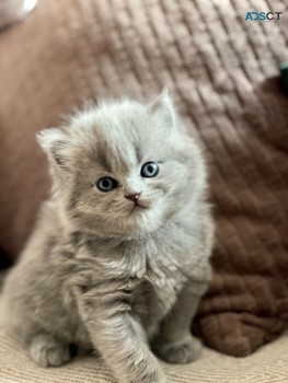 Scottish Fold  kittens - Excellent Blood