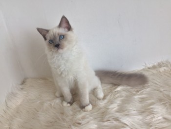 Pedigree Ragdoll Kittens kittens