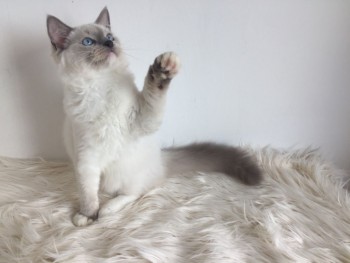 Pedigree Ragdoll Kittens kittens