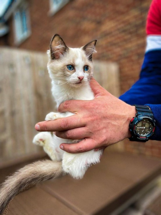 Pedigree Ragdoll Kittens kittens