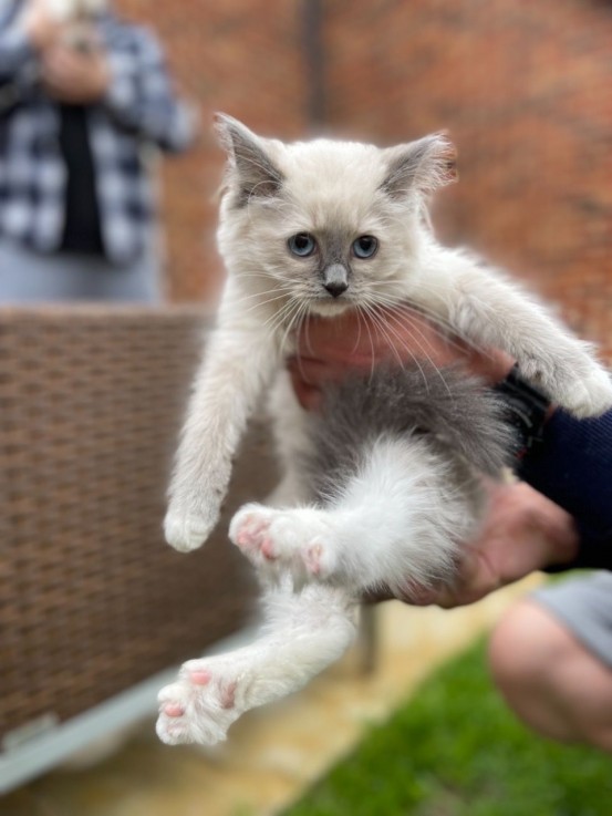 Pedigree Ragdoll Kittens kittens