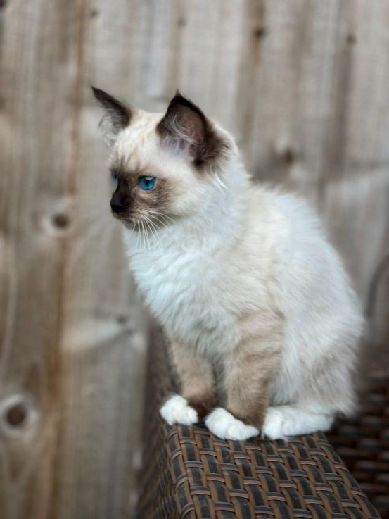 Pedigree Ragdoll Kittens kittens