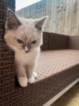 Pedigree Ragdoll Kittens kittens