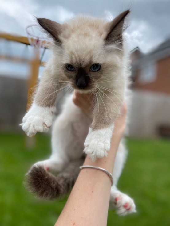 Pedigree Ragdoll Kittens kittens