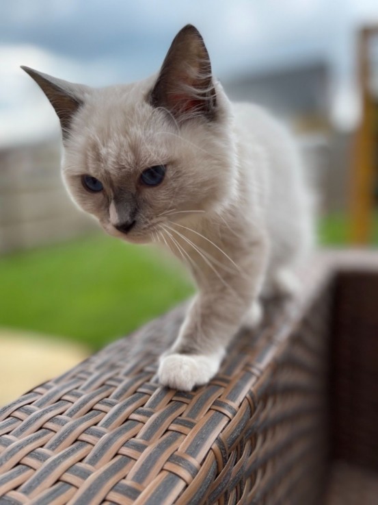 Pedigree Ragdoll Kittens kittens