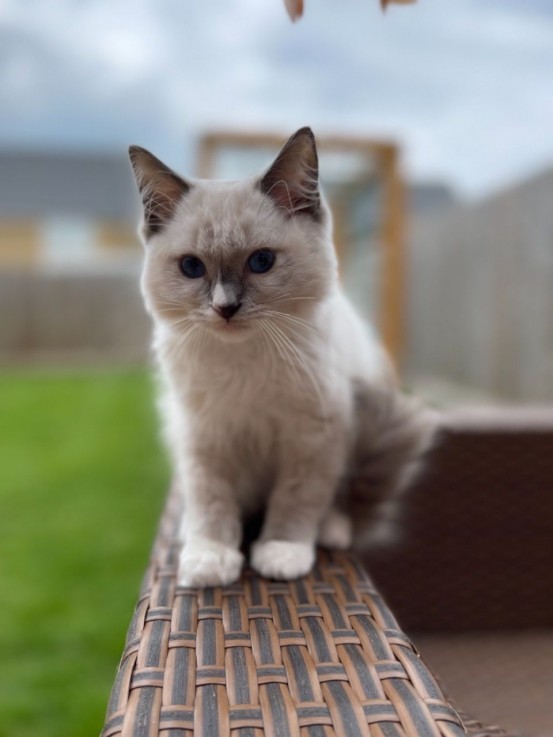 Pedigree Ragdoll Kittens kittens