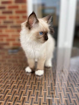 Pedigree Ragdoll Kittens kittens