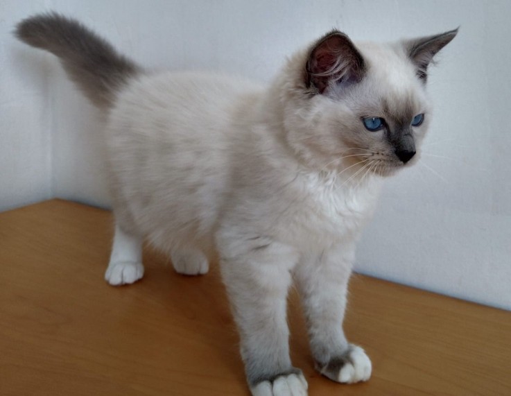 Pedigree Ragdoll Kittens kittens